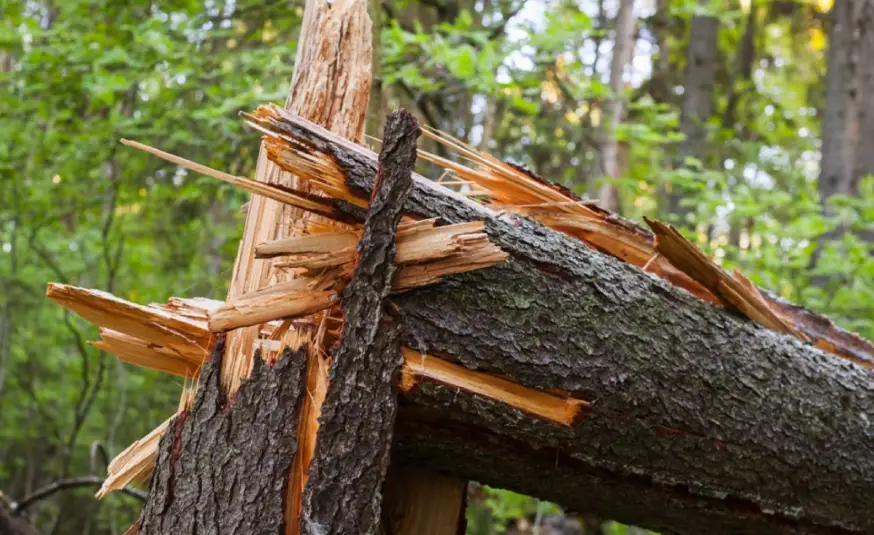 A large tree is snapped and splintered in a lush forest