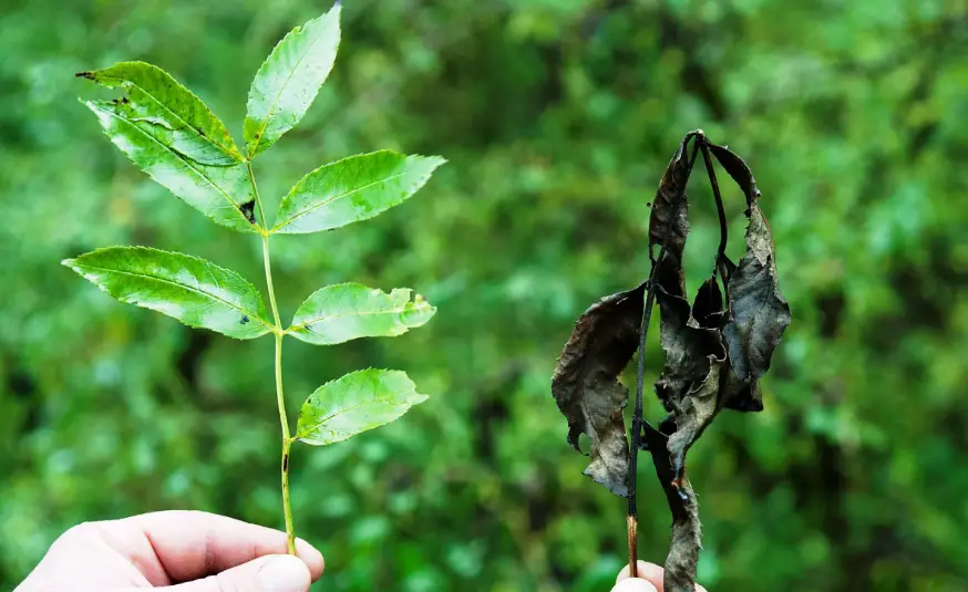 Two hands hold branches against a blurred green background