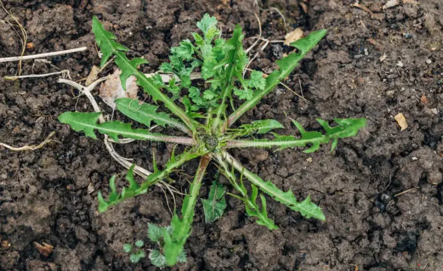 A green dandelion plant with jagged leaves grows in dark