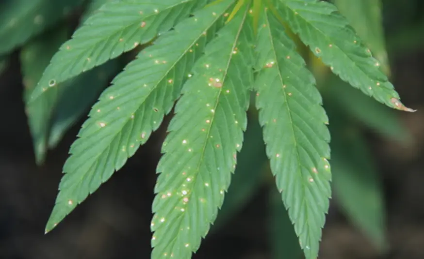 Close-up of a green leaf with multiple small white spots