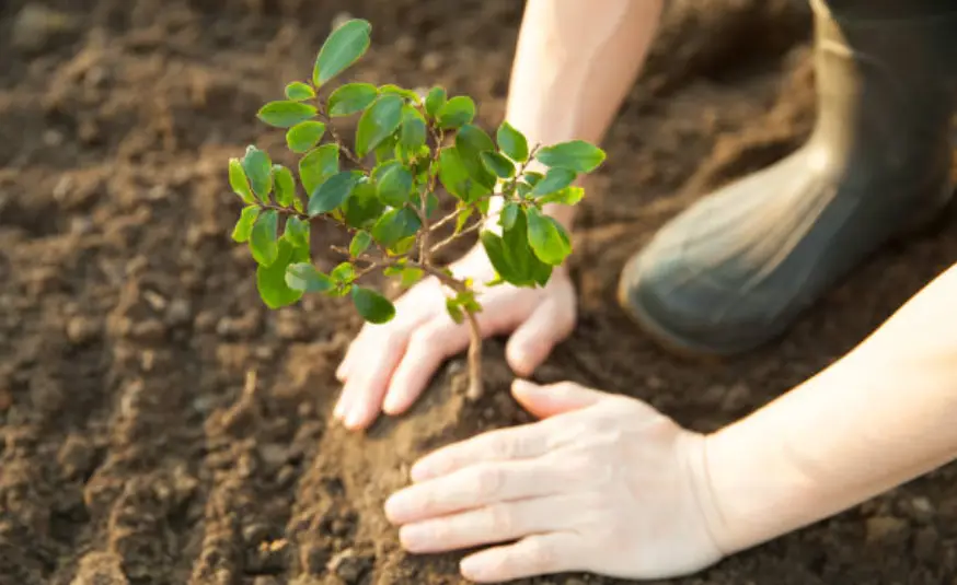Hands gently pat soil around a young sapling