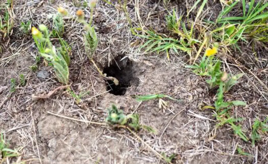 Close-up of a small animal burrow in dry