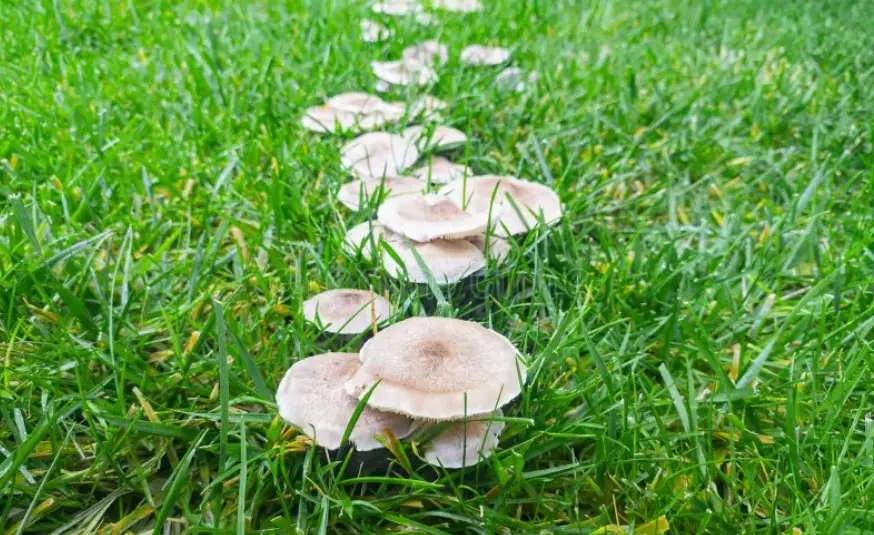A row of light brown mushrooms grows in a lush green lawn
