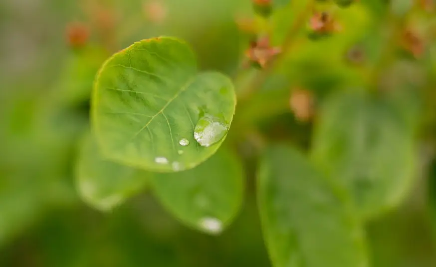 water drop on leave