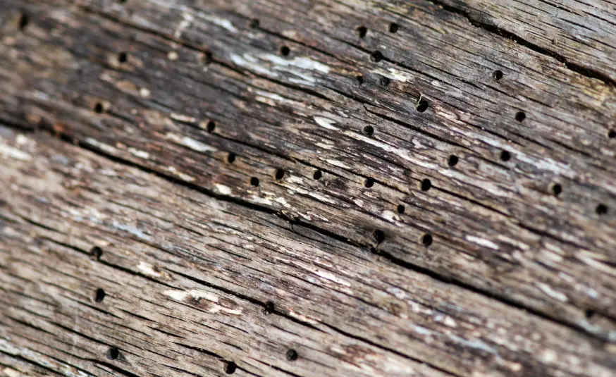Close-up of weathered wood shows numerous small round holes