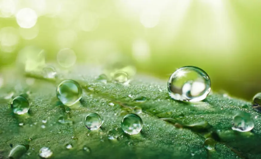 water drops on leaves