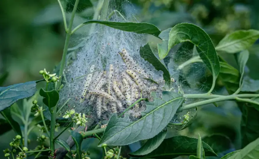 A cluster of caterpillars rests under a silky web on vibrant green leaves.
