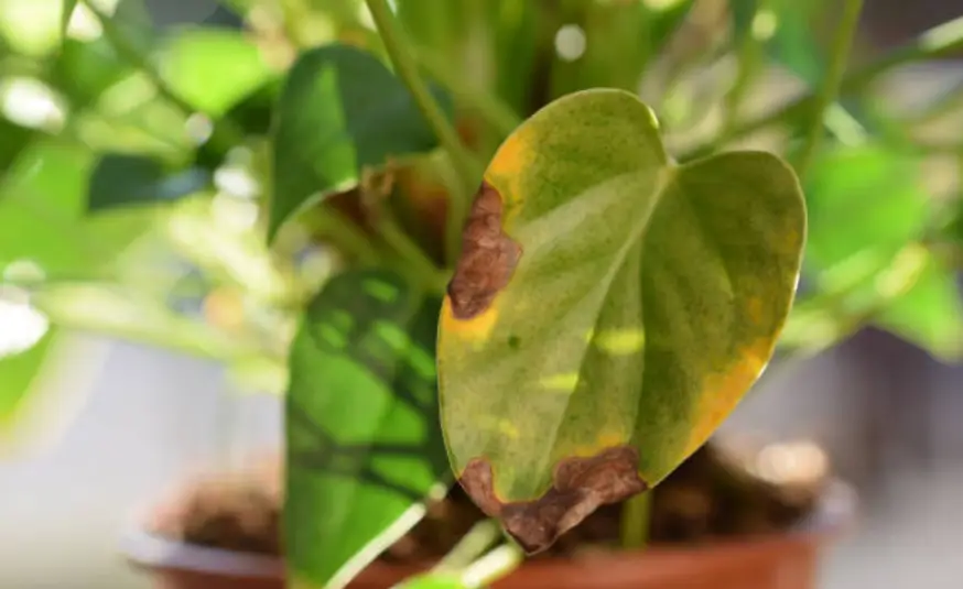 A close-up of a green plant leaf with brown spots and yellowing edges