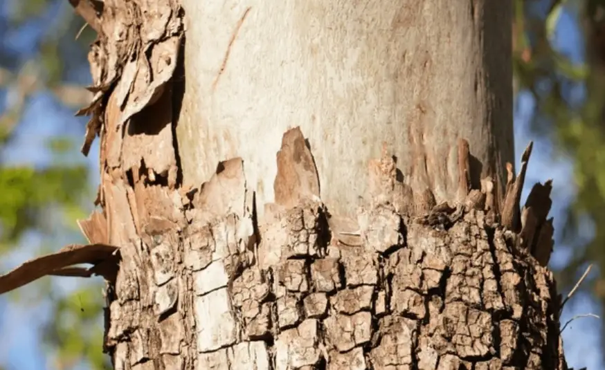 Close-up of a tree trunk with rough