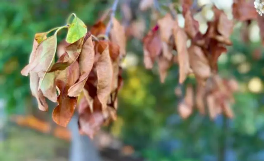 Close-up of withered, brown leaves hanging from a branch