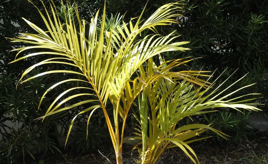 Green and yellow palm fronds radiate against a dark