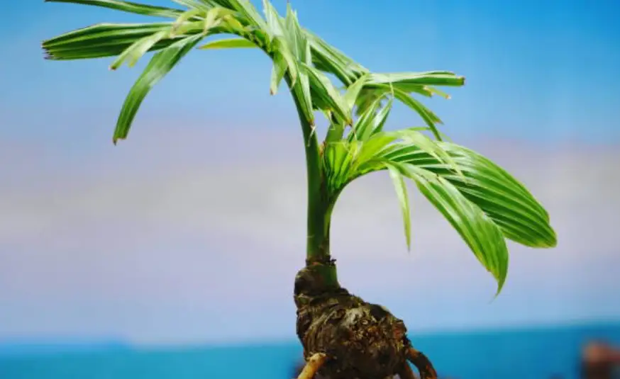 Close-up of a small coconut palm seedling with vibrant green leaves against a blurred blue sky and ocean background