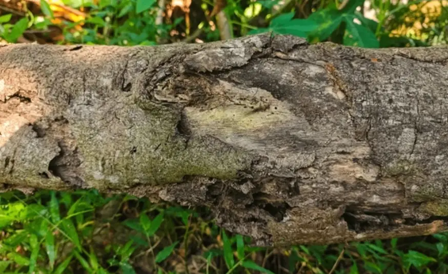 Close-up of a textured, weathered log with peeling bark and a rough surface