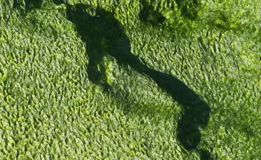 Aerial view of a textured green algae-covered surface with a darker