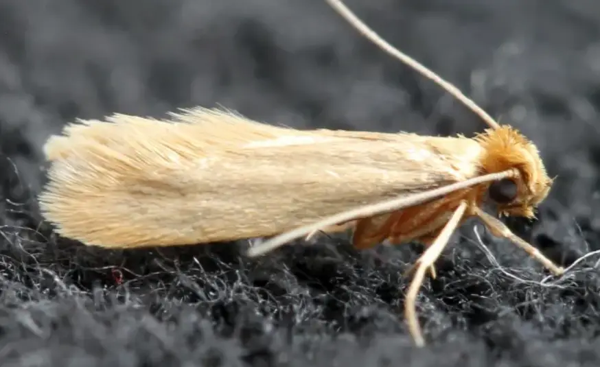 Close-up of a beige moth with delicate wings and long antennae