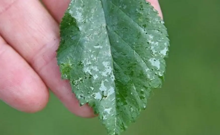 A hand holding a green leaf covered in a white