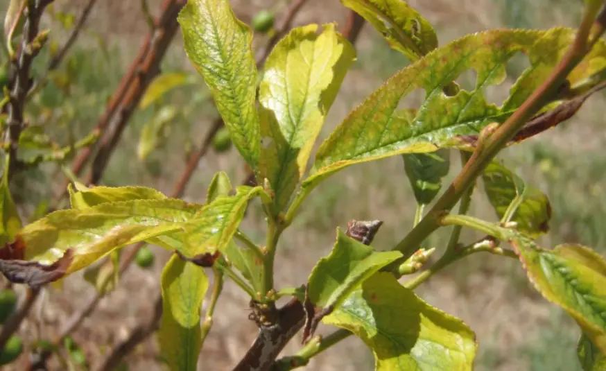Close-up of green plant leaves with slight discoloration