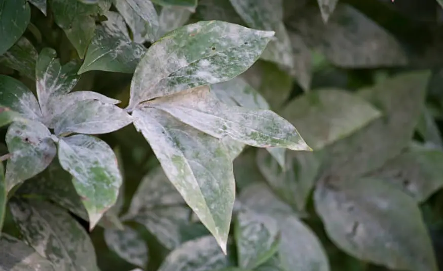Close-up of green leaves covered in a white powdery substance