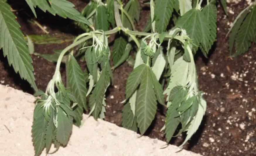 Wilted cannabis plant with drooping leaves