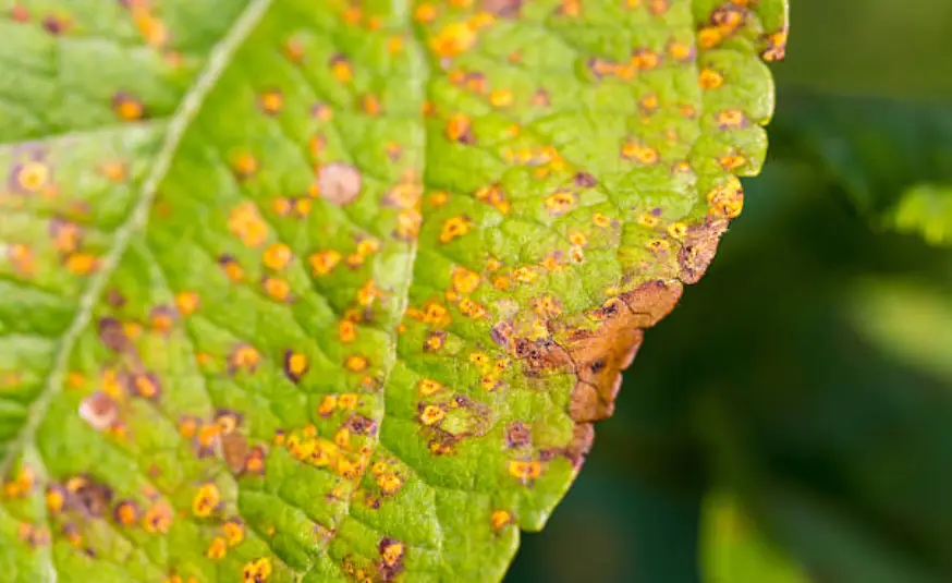 A close-up of a green leaf with numerous yellow and brown spots
