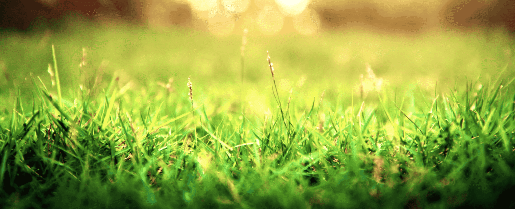 Vibrant green grass in soft focus