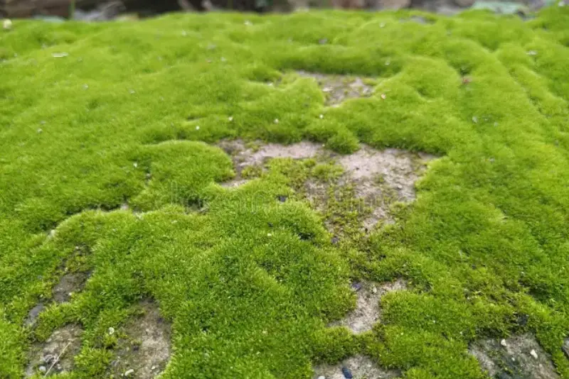 Colourful Flowering Shrubs Spring Garden Shades Yellow Pink Red