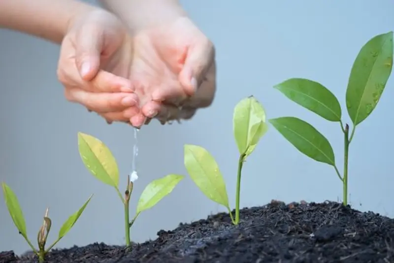 Hands gently pour water onto small seedlings planted in dark soil