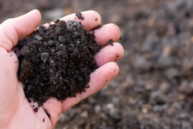 A hand holds a handful of rich, dark soil,