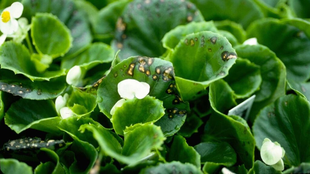 Close-up of lush green leaves dotted with brown spots