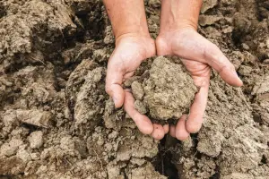 Two hands gently hold a clump of dry