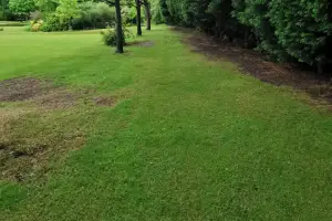 A narrow grassy path .