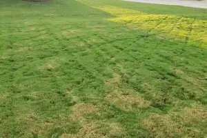 A patchy lawn with varying shades of green and yellow grass under bright sunlight