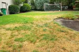 A backyard with patches of green and brown grass