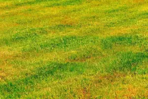 A vibrant grassy field with varying shades of green and yellow, creating a warm