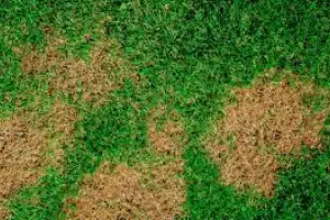 Close-up of a lawn with patches of green and brown grass