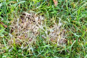Close-up of a lawn with green grass showing a patch of brown