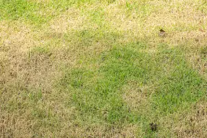 A patch of grass with a mixture of green and brown areas