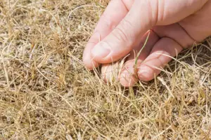 A hand gently touches dry, brown grass in a close-up shot