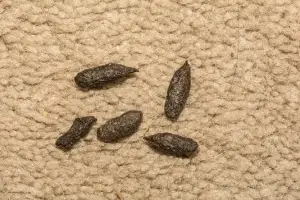 Five small, dark rodent droppings are scattered on a textured beige carpet