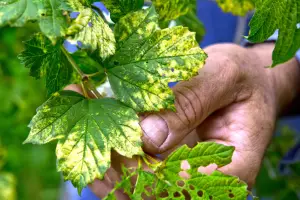A hand gently holds a green leaf with yellowing patches and holes