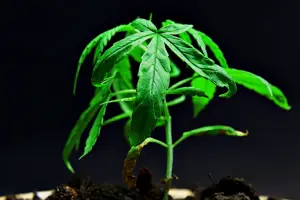 Young cannabis plant with vibrant green leaves and a slightly wilting lower leaf