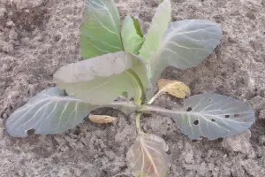 Young cabbage plant with broad green leaves