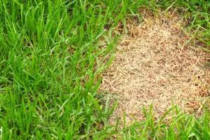 Lush green grass surrounds a patch of dry