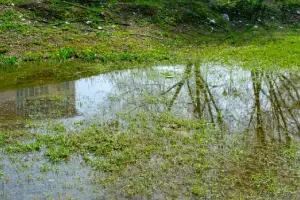 A small, calm puddle on grass reflects bare tree branches and a building
