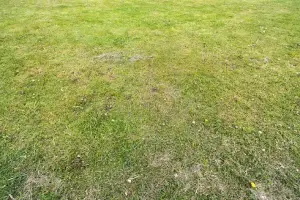 A patchy lawn with uneven green grass and visible brown spots indicating dry areas
