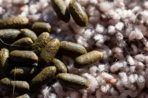 Scattered rodent droppings on a textured