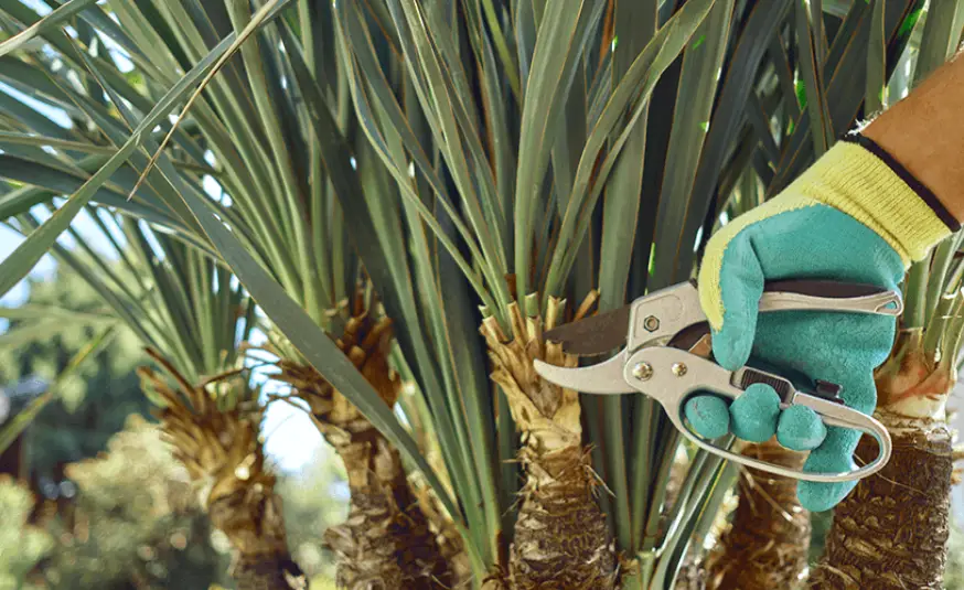 A gloved hand holds pruning shears